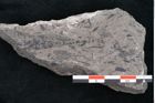 Foto (Detailansicht) von Phyllocladus integer Ettingshausen (NHMW-GEO-2024-0188-10211)
